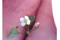 Capsella bursa-pastoris