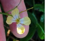 Raphanus raphanistrum