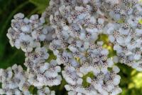 Achillea millefolium