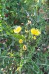 Sonchus asper