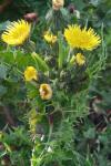 Sonchus asper