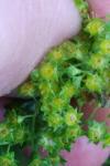 Alchemilla