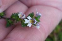 Euphrasia