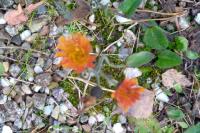 Pilosella aurantiaca
