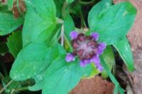 Prunella vulgaris