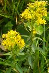 Solidago virgaurea
