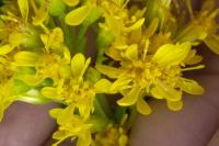 Solidago virgaurea