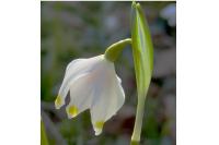 Leucojum vernum