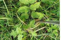 Heracleum sphondylium