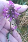 Betonica officinalis