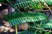 Struthiopteris spicant