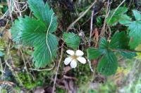 Fragaria