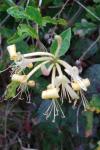 Lonicera periclymenum