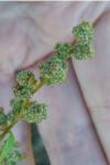 Chenopodium