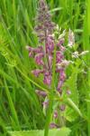 Stachys sylvatica