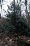 Ilex aquifolium
