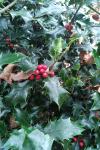 Ilex aquifolium