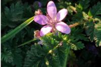 Erodium cicutarium