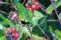 Lonicera periclymenum