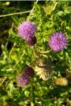 Cirsium arvense