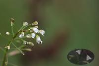 Capsella bursa-pastoris