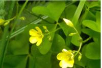 Oxalis