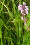 Stachys palustris
