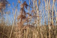 Phragmites australis