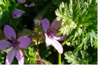 Erodium cicutarium