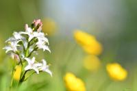 Menyanthes trifoliata