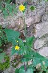 Sonchus oleraceus