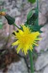 Sonchus oleraceus