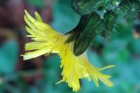 Sonchus oleraceus