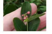 Symphoricarpos albus