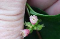 Symphoricarpos albus