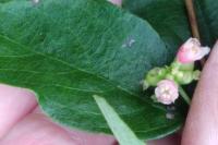 Symphoricarpos albus