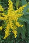 Solidago gigantea