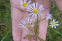 Erigeron annuus