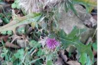 Cirsium vulgare