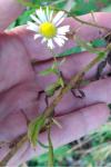 Erigeron annuus