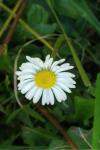 Bellis perennis