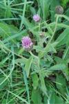 Centaurea