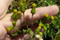 Senecio vulgaris