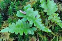 Polypodium