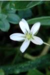 Stellaria aquatica