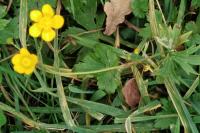 Ranunculus acris
