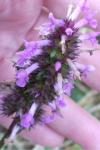 Betonica officinalis