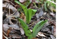 Orchis mascula