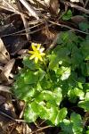 Ficaria verna