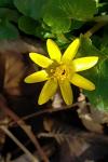 Ficaria verna